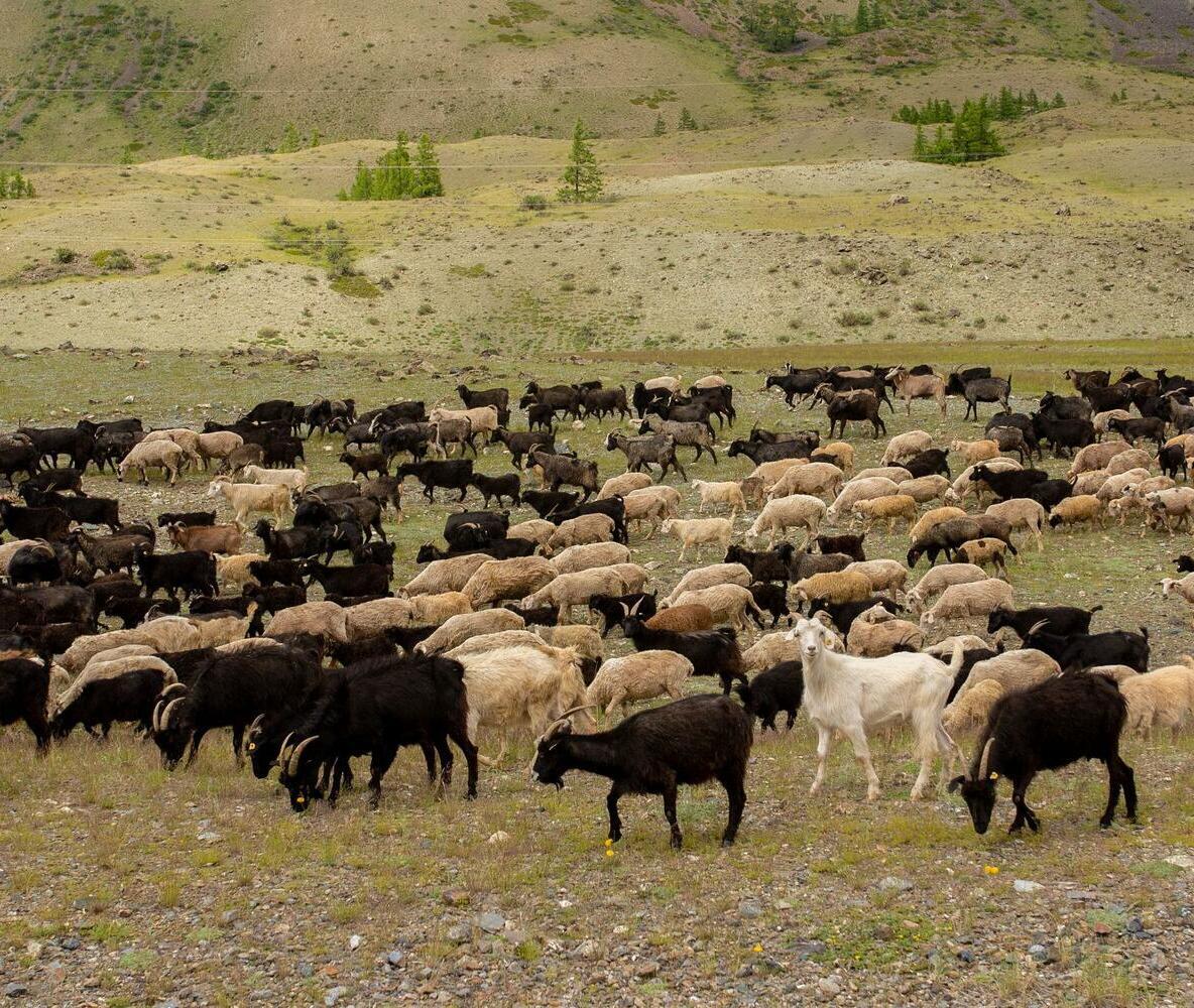 Sheep grazing in the scenic Altai Mountains of Russia, showcasing traditional rural life, nomadic culture, and the peaceful landscapes of Siberia.