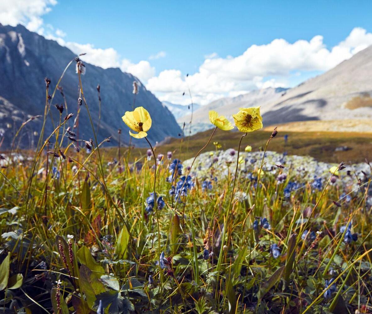 Explore the spectacular mountain valleys of the Altai region in Russia — famous for dramatic scenery, green meadows, rivers, and outdoor adventures in Siberia.