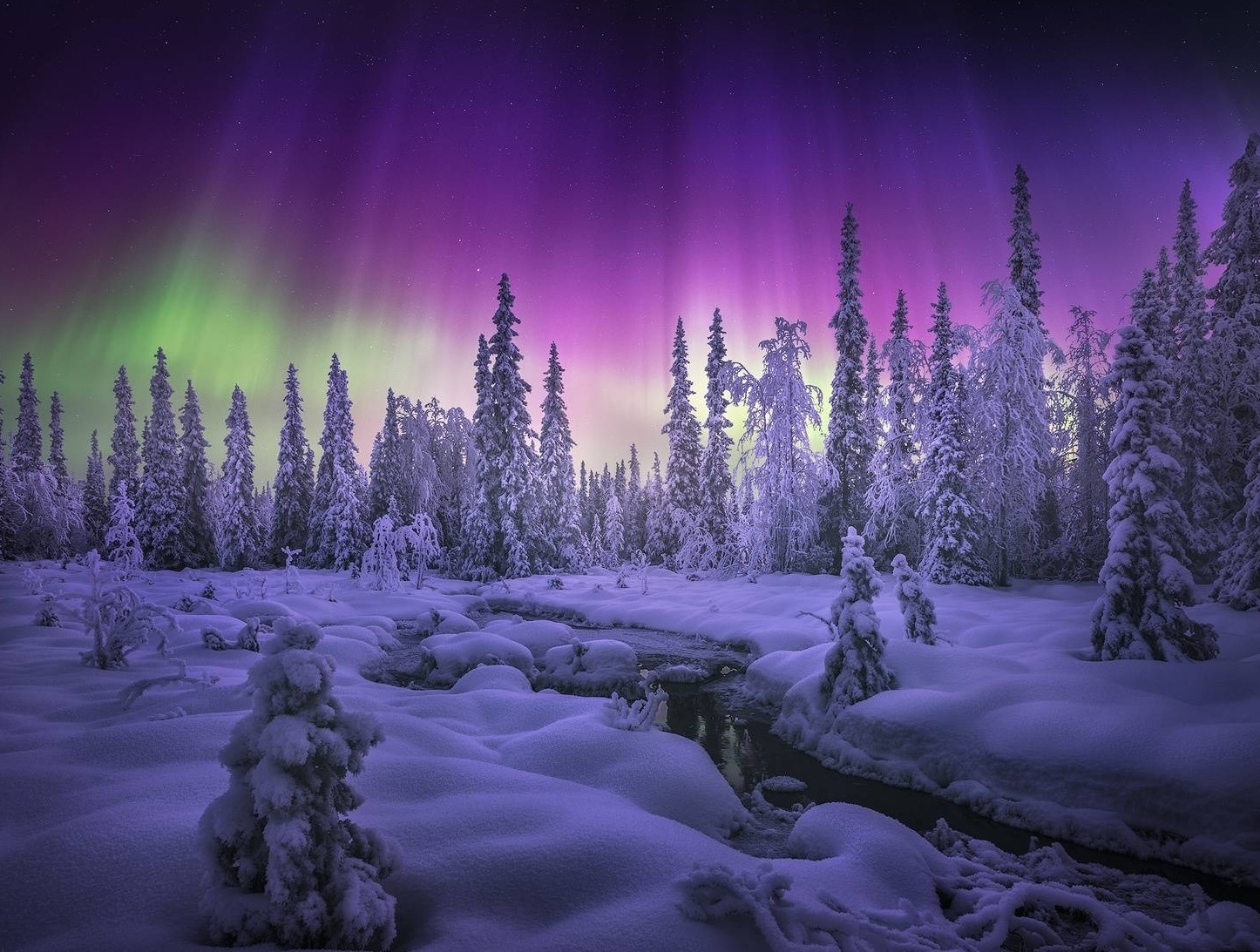 Northern Lights over a Winter Forest in Murmansk Northern Lights dancing above a snow-covered forest in the Murmansk region of northern Russia
