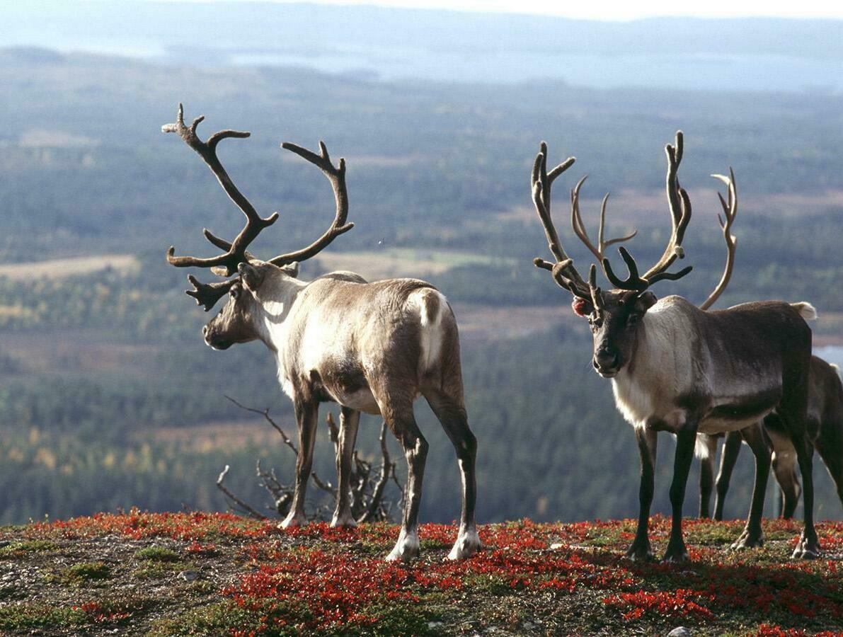 Summer Landscapes of the Kola Peninsula Rocky hills and open tundra landscape on the Kola Peninsula in northern Russia during summer